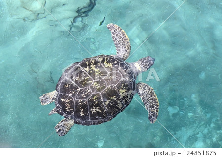 ウミガメ(名古屋港水族館 愛知県 名古屋市) ウミガメ(名古屋港水族館 愛知県 名古屋市) 124851875