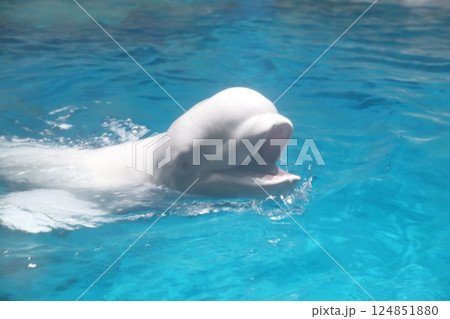 ベルーガ シロイルカ(名古屋港水族館 愛知県 名古屋市 港区) ベルーガ シロイルカ(名古屋港水族館 愛知県 名古屋市 港区) 124851880