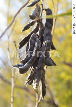 ムクナ豆の実 124851884