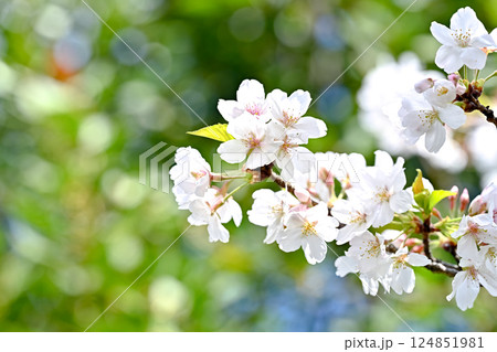 春が来た！ 124851981