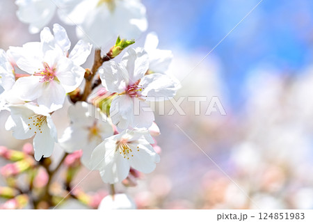 春が来た！ 124851983