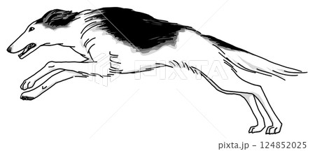 ボルゾイ 白黒 背景透過 犬のイラスト ボルゾイ 白黒 背景透過 犬のイラスト 124852025
