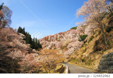 世界遺産　吉野大峯の満開の桜 124852062