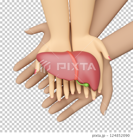 3d hand male female with human liver isolated. check liver health, world hepatitis day concept, top view, 3d illustration render 3d hand male female with human liver isolated. check liver health, world hepatitis day concept, top view, 3d illustration render 124852090