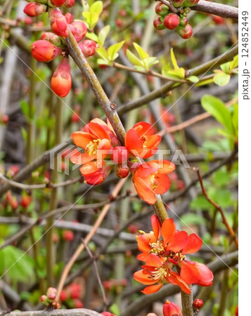 Flowering Quince shrub in spring. Flowers closeup. Chaenomele japonica. Blurred background. Flowering,ornamental shrub in spring, which gives vitamin-rich fruit in autumn Flowering Quince shrub in spring. Flowers closeup. Chaenomele japonica. Blurred background. Flowering,ornamental shrub in spring, which gives vitamin-rich fruit in autumn 124852449