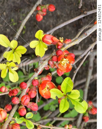 Flowering Quince Northern Lemon shrub in spring. Flowers closeup. Chaenomele japonica. Blurred background. Flowering,ornamental shrub in spring, which gives vitamin-rich fruit in autumn Flowering Quince Northern Lemon shrub in spring. Flowers closeup. Chaenomele japonica. Blurred background. Flowering,ornamental shrub in spring, which gives vitamin-rich fruit in autumn 124852451