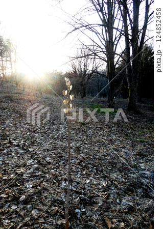岩手県森林公園の春の光りと逆光に光るウバユリの種が飛んだあと 岩手県森林公園の春の光りと逆光に光るウバユリの種が飛んだあと 124852458