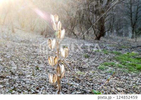 岩手県森林公園の春の光りと逆光に光るウバユリの種が飛んだあと 124852459