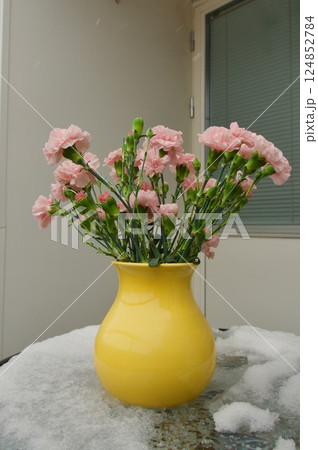 Dianthus chinensis 124852784