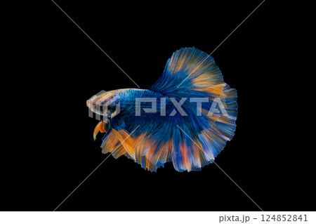 Haft moon tail Betta action, Siamese fighting fish, blue and orange colored pla-kad ( biting fish); Thai betta isolated on black background Haft moon tail Betta action, Siamese fighting fish, blue and orange colored pla-kad ( biting fish); Thai betta isolated on black background 124852841