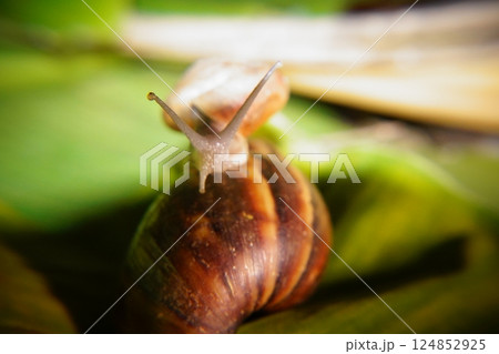 Snail in leaf with tropical . Snail on dry leaf. slow animals Snail in leaf with tropical . Snail on dry leaf. slow animals 124852925