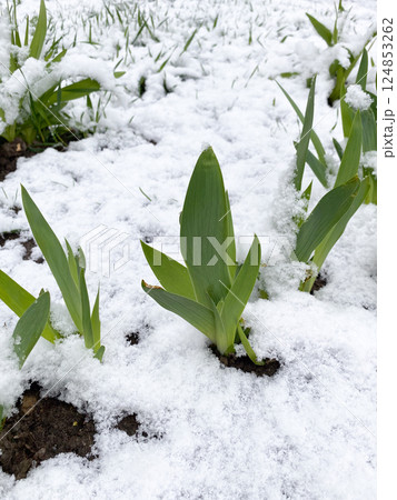 Fresh Green Iris Leaves Covered in Spring Snow 124853262