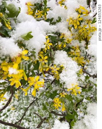 A flowering currant bush is covered with snow. Weather and climate. 124853263