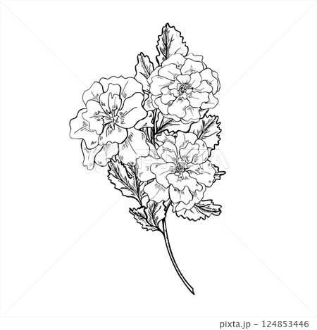 Monochrome marigold with leaves on branching stem vector isolated illustration painted by black inks. Calendula flower bouquet for herbal medicine, skincare beauty products, birthday greeting cards. Monochrome marigold with leaves on branching stem vector isolated illustration painted by black inks. Calendula flower bouquet for herbal medicine, skincare beauty products, birthday greeting cards. 124853446