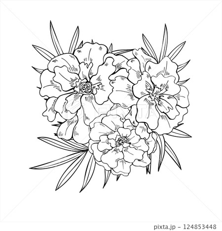 Marigold flower heads, tradescantia leaves line art vector square frame with empty space for text. Blooming flowers black ink sketch. Floral border for garden themed design, herbal product packaging. Marigold flower heads, tradescantia leaves line art vector square frame with empty space for text. Blooming flowers black ink sketch. Floral border for garden themed design, herbal product packaging. 124853448