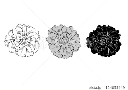 Monochrome marigold flower heads in three colors line art hand drawn illustration. Terry flowers sketch painted by black ink. Floral blooming element etching drawing for decor, greetings, icon. 124853449