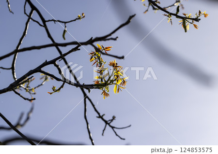green walnut foliage in the sunlight in the spring season, beginning of the rapid growth of walnut tree foliage, view from below 124853575