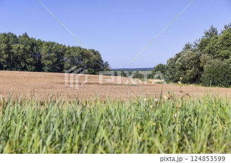 a field with yellow ears of ripe wheat in windy weather, green grass, a forest is near the field 124853599