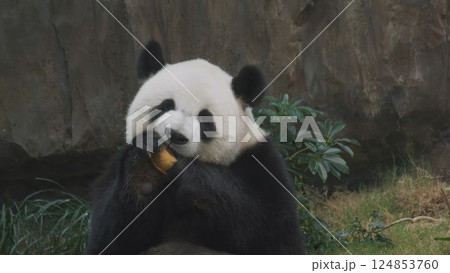 Cute giant panda bear eating bamboo Cute giant panda bear eating bamboo 124853760