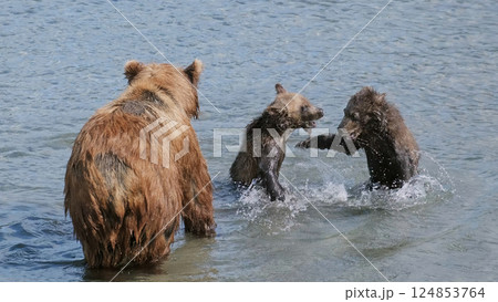 Brown bear cubs fight for fish 124853764
