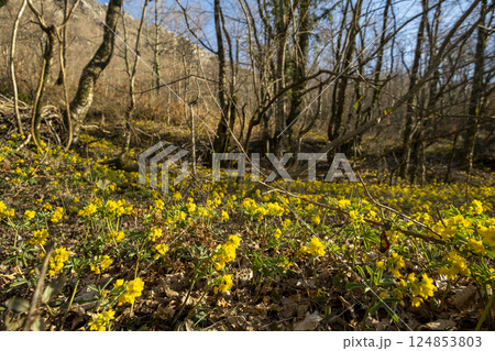 Yellow wildflowers bloom across in spring forest Yellow wildflowers bloom across in spring forest 124853803