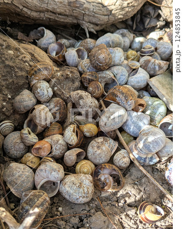 A pile of dead empty garden snail shells under a tree possibly eaten 124853845