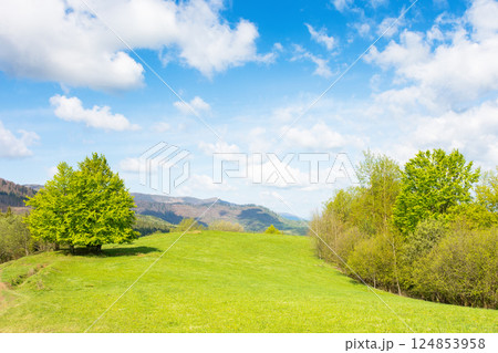 mountain meadow in forenoon light. green pasture. countryside springtime landscape with forest on the grassy hill. fluffy clouds on a blue sky. nature freshness concept. highland ecosystem of ukraine mountain meadow in forenoon light. green pasture. countryside springtime landscape with forest on the grassy hill. fluffy clouds on a blue sky. nature freshness concept. highland ecosystem of ukraine 124853958