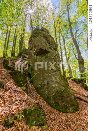 forest nature in summer. lush canopy. deciduous tree in green foliage. environment background of beech woodland with branch under sky. rock on the hill. europe ecosystem 124853961
