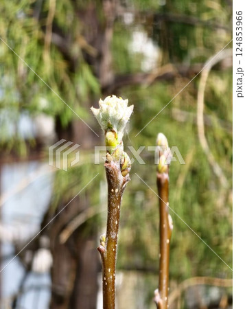 The hawthorn leaves are just emerging from the buds under the rays of the early spring sun. The hawthorn leaves are just emerging from the buds under the rays of the early spring sun. 124853966