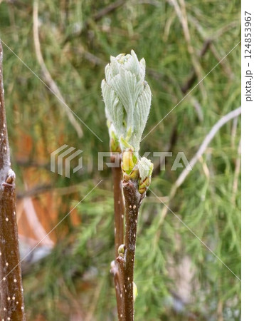 The hawthorn leaves are just emerging from the buds under the rays of early spring sun. 124853967