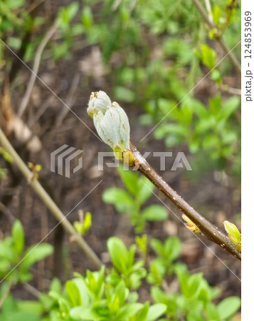 Hawthorn leaves just emerging from the buds in the early spring sunshine. Close-up 124853969