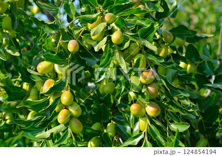 Real Ziziphus, or Chinese, jujube date 124854194