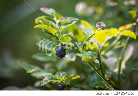 Blueberry bush with ripe berry Blueberry bush with ripe berry 124854210