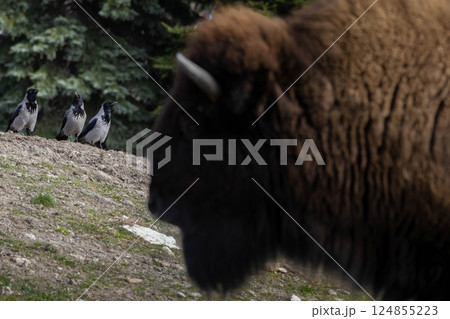 Hooded crows (Corvus cornix) looking Hooded crows (Corvus cornix) looking 124855223