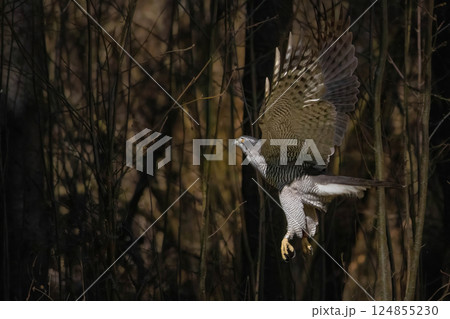 Goshawk (Accipiter gentilis) flying in the forest 124855230