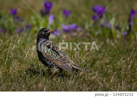 colorful starling bird outdoor with nice flowers on background colorful starling bird outdoor with nice flowers on background 124855232