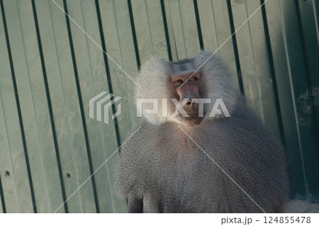 Baboon Animal Zoo Enclosure - A close-up of a baboon sitting in front of a wooden fence at a zoo. 124855478
