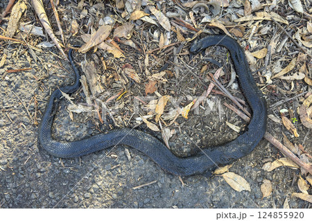 A large deceased Black Snake in the Australian outback A large deceased Black Snake in the Australian outback 124855920