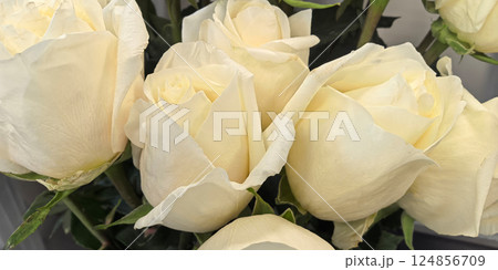 Beautiful white roses bloom gracefully in a serene setting of nature 124856709