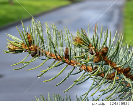 Close-up of long blue needles of white fir Abies concolor with water drops. Selective focus Close-up of long blue needles of white fir Abies concolor with water drops. Selective focus 124856925