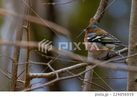 Chaffinch (Fringilla coelebs) is small passerine bird Chaffinch (Fringilla coelebs) is small passerine bird 124856939