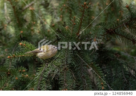 Goldcrest,A bird flies from branch to branch in search of food Goldcrest,A bird flies from branch to branch in search of food 124856940