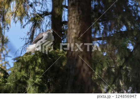 Goshawk (Accipiter gentilis) on a branch with a prey in the forest 124856947