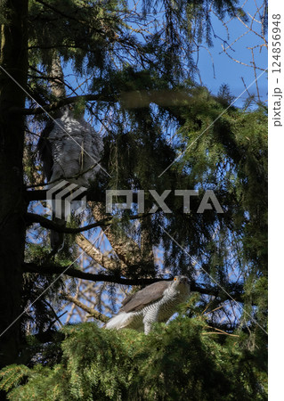 Goshawk, Accipiter gentilis, male and female, 124856948
