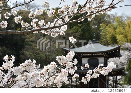 勧修寺　ソメイヨシノと観音堂(京都市山科区) 124856984