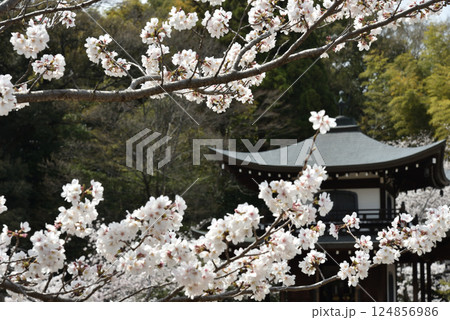 勧修寺　ソメイヨシノと観音堂(京都市山科区) 124856986