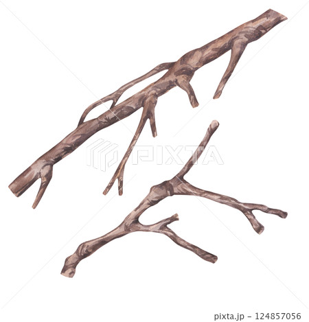 Watercolor dry tree branch, leafless bough. Botanical bare twig wooden stick clip art. Starfruit Averrhoa carambola collection. Hand drawn illustration isolated on white background. For design Watercolor dry tree branch, leafless bough. Botanical bare twig wooden stick clip art. Starfruit Averrhoa carambola collection. Hand drawn illustration isolated on white background. For design 124857056