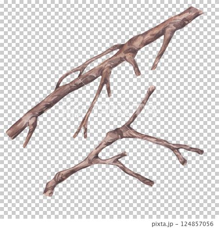 Watercolor dry tree branch, leafless bough. Botanical bare twig wooden stick clip art. Starfruit Averrhoa carambola collection. Hand drawn illustration isolated on white background. For design Watercolor dry tree branch, leafless bough. Botanical bare twig wooden stick clip art. Starfruit Averrhoa carambola collection. Hand drawn illustration isolated on white background. For design 124857056