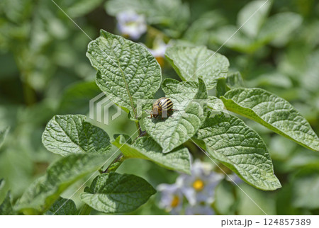 The Colorado potato beetle eats a green potato leaf The Colorado potato beetle eats a green potato leaf 124857389