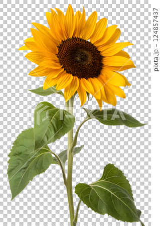 sunflower, flower, bloom 124857437